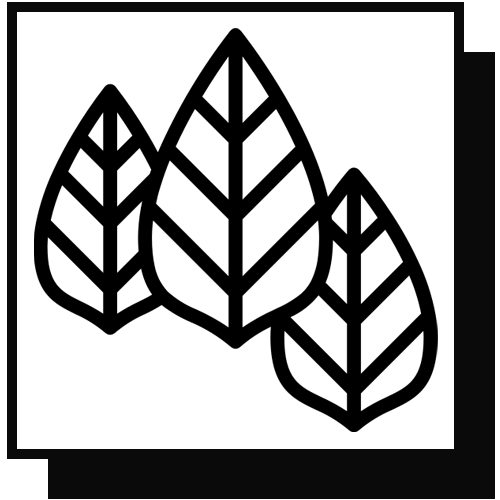 Bay Leaves